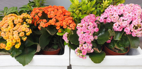 Yellow, orange and pink Begonia flowers in pots on a flower bed.