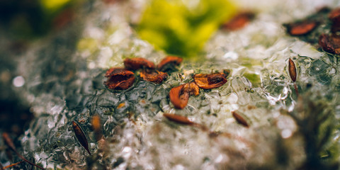 Nature beauty