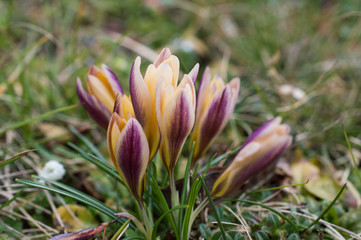 Żółto fioletowe krokusy © Kasia R.