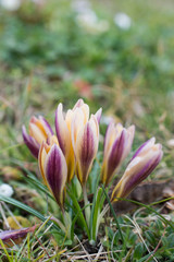 Żółto fioletowe krokusy © Kasia R.