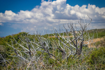 Fototapeta premium green grass, tree and blue sky
