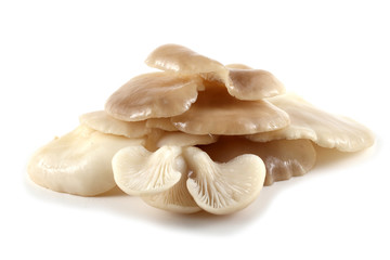 White oyster mushrooms
