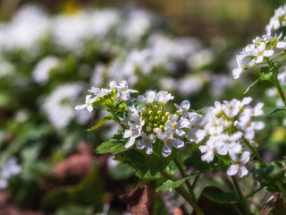 white spring flowers with blurred background