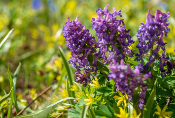 Fototapeta premium flowers of spring fumewort. Corydalis solida