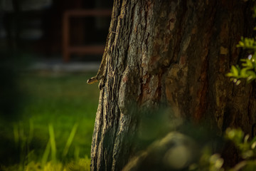 Obraz premium Lizard on the tree