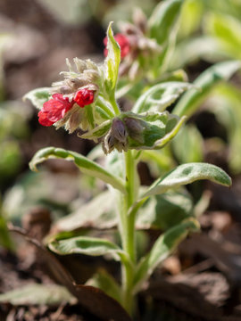 Pulmonaria flowers of different shades of violet in one inflorescence. The first spring flowers. Pulmonaria officinalis.