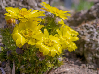 Pretty yellow flowers of Far east amur adonis (Adonis ramosa) in japanese early spring - obrazy, fototapety, plakaty