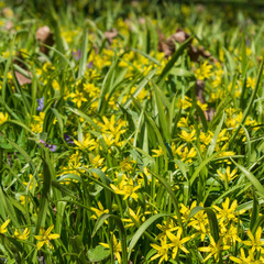 yellow flower Gagea in the forest. beautiful spring forest flower. spring season. yellow flower goose bow on spring.