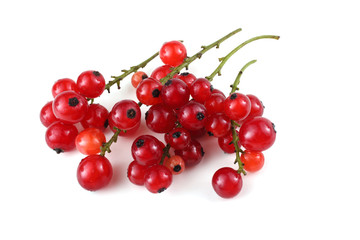 Red currant