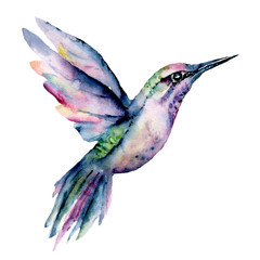 Flying hummingbird, watercolor illustration, tropical bird isolated on white background, exotic, wild life clip art. Hand painting. © Larisa