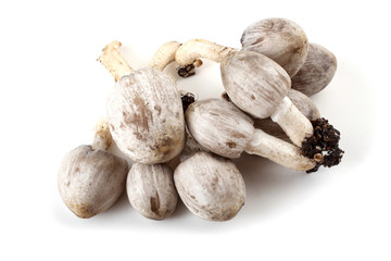 Coprinopsis atramentaria (Inky cap). Chinese medicine use this mushroom. Incompatible with alcohol.