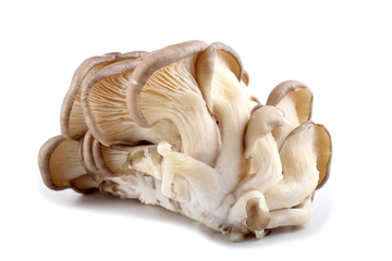 Oyster mushrooms