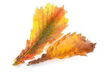 Two oak autumn leaves