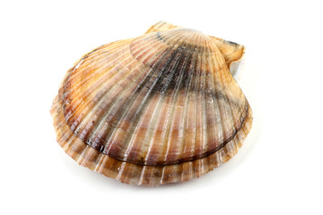 Scallop