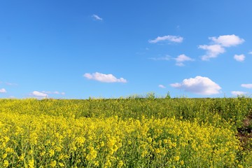 Obraz premium 菜の花 青空 渡良瀬 風景 栃木県