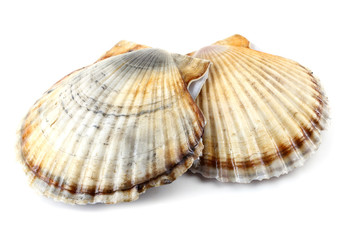 Two scallops