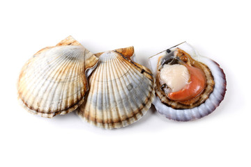 Three scallops