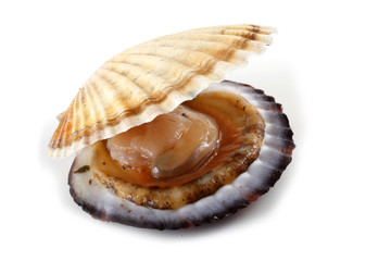 Opened scallop © Alex Coan