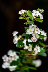 Conjunto de flores del espino blanco