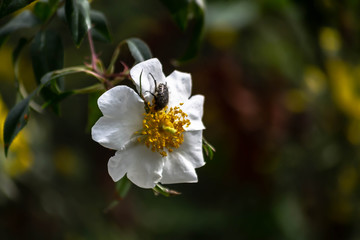 Escarabajo tomando el sol sobre una rosa de campo