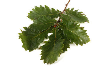 Oak branch