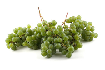 White wine grape