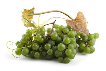 White wine grape with branch