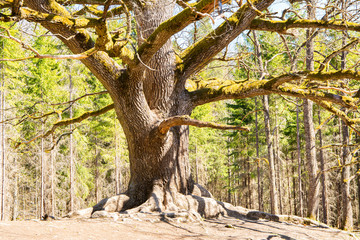 Paavola oak (Paavolan Tammi), old oak tree, Lohja, Finland