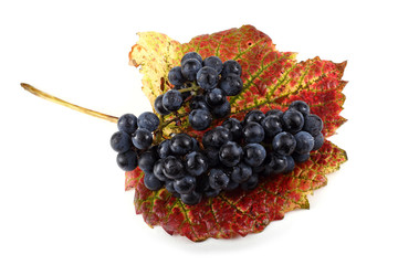 Grape on autumn leaves