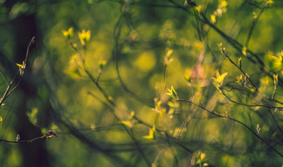 Nature beauty