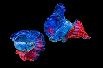 Poster Het ontroerende moment mooi van rode en blauwe siamese betta vis of fancy betta splendens vechten vis in thailand op zwarte achtergrond. Thailand noemde Pla-kad of halve maan bijtende vis. © Soonthorn