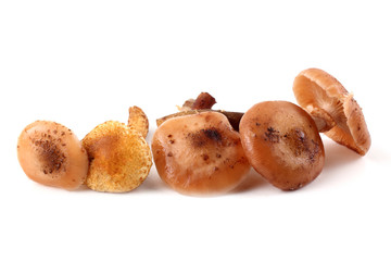 Honey agaric mushrooms