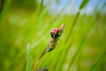 ladybug