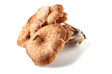 Honey agaric mushrooms