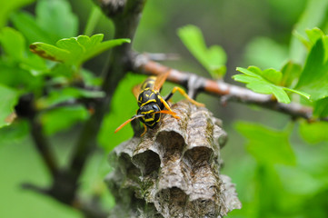 Wasp at a wasp nest. European wasp. Common Wasp, Vespula vulgaris