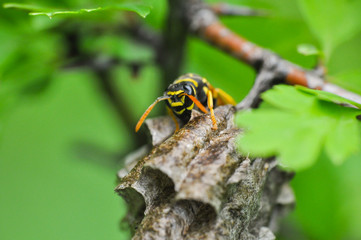 Wasp at a wasp nest. European wasp. Common Wasp, Vespula vulgaris