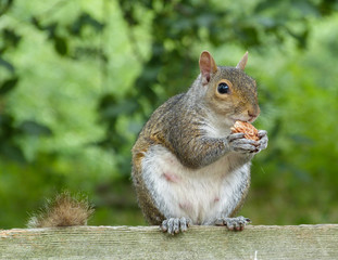 Squirrel in boston