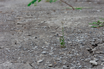 plant growing in the dry cracked land without water.