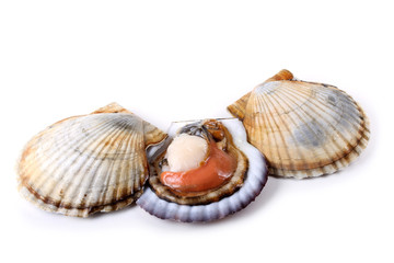 Scallops and opened scallop