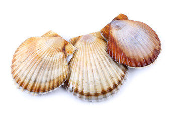 Three scallops