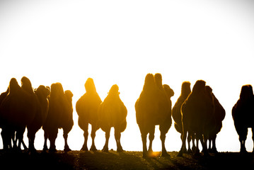 Eine Gruppe von Trampeltieren in der Wüste Gobi, Mongolei