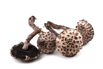 Strobilomyces strobilaceus (