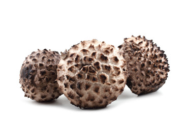 Strobilomyces strobilaceus (