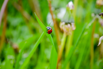 ladybug on green leaf