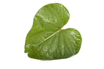 Fototapeta na wymiar Sweet potato leaf