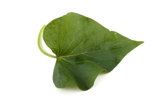 Sweet potato leaf