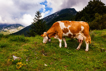 Fototapeta na wymiar Cow grazing after the transhumance, Slovenia