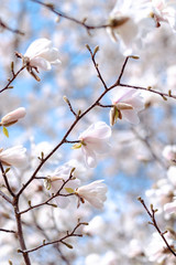 Blühende Magnolie Frühling 