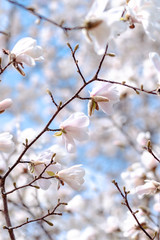 Blühende Magnolie Frühling 