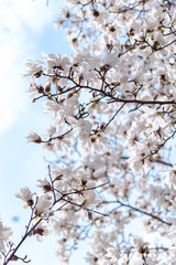 Kirschblüten Frühling